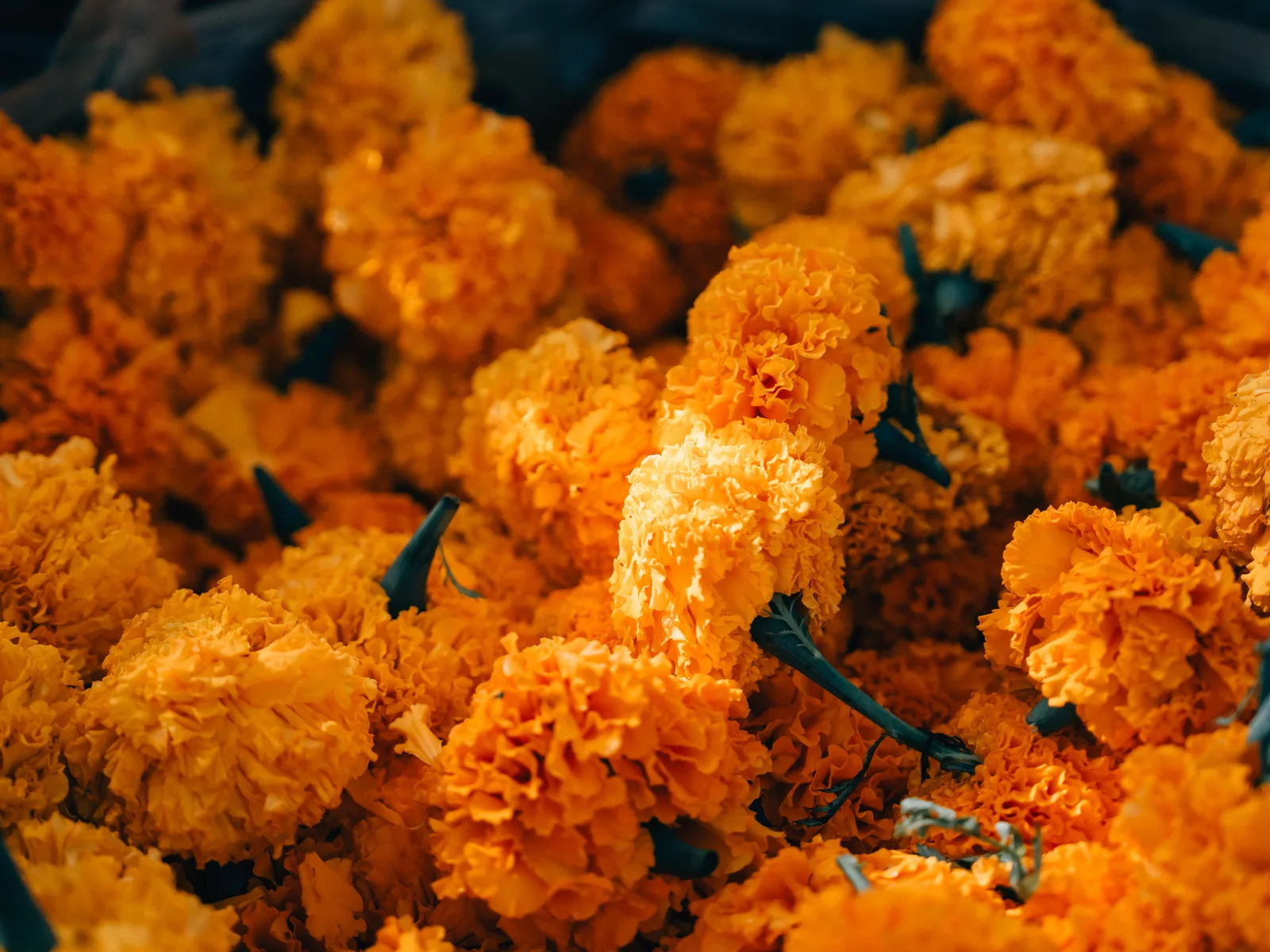 Marigold oleoresin — AVT Natural Products